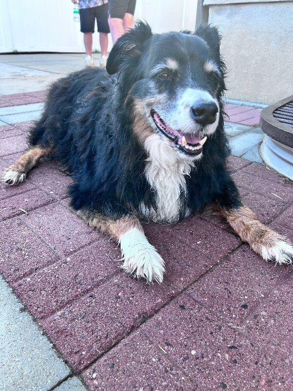 Picture of the Animal Listed