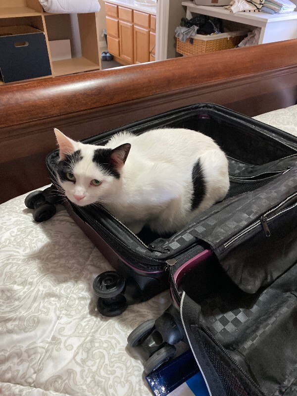 Picture of the Animal Listed