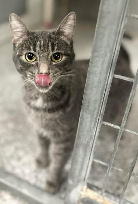 Picture of the Animal Listed