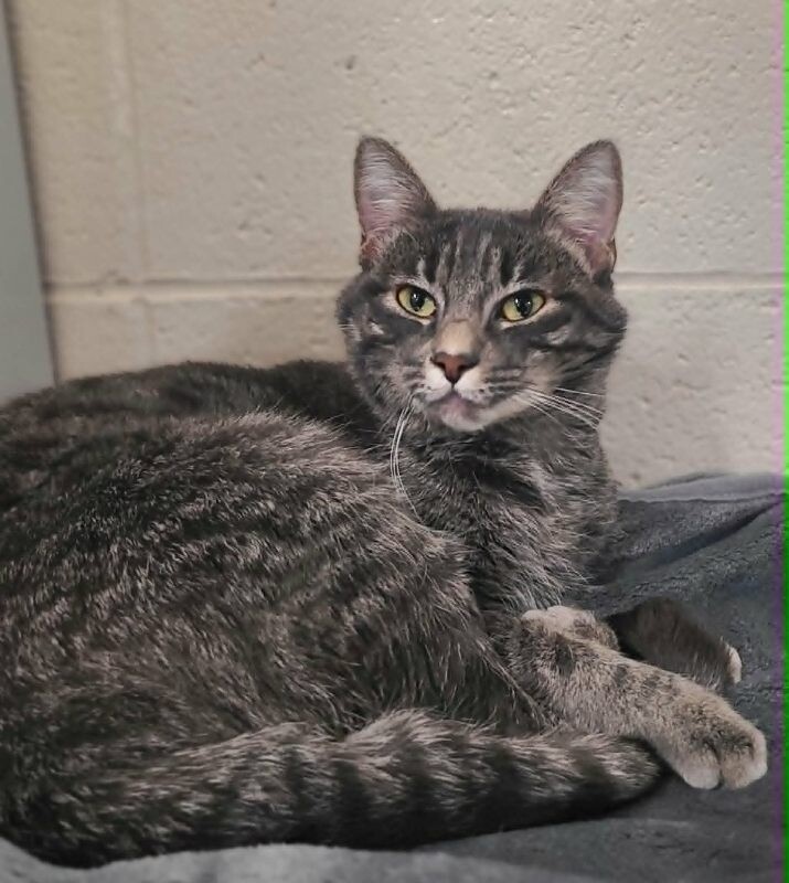 Picture of the Animal Listed