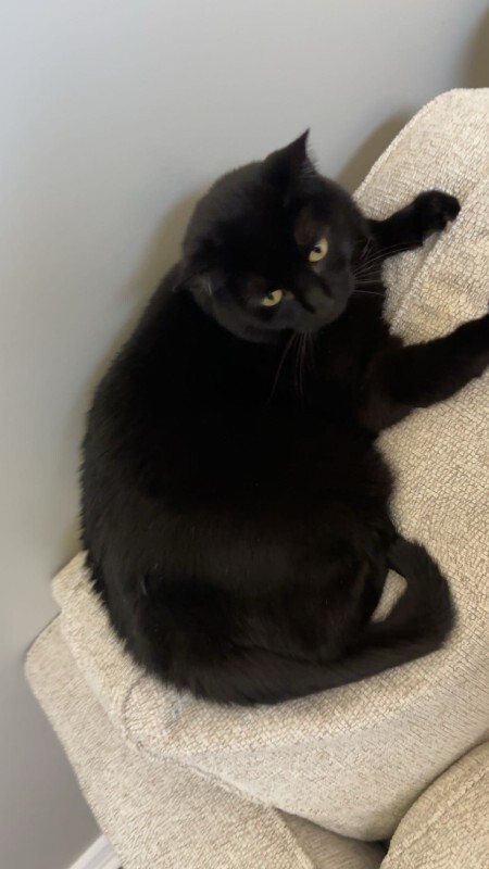 Picture of the Animal Listed