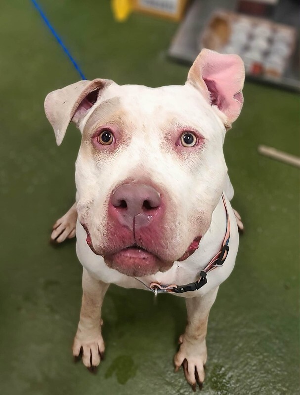 Picture of the Animal Listed