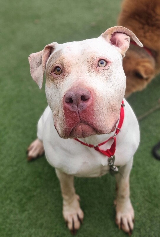 Picture of the Animal Listed