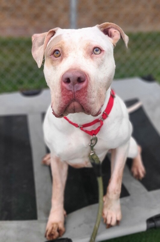 Picture of the Animal Listed