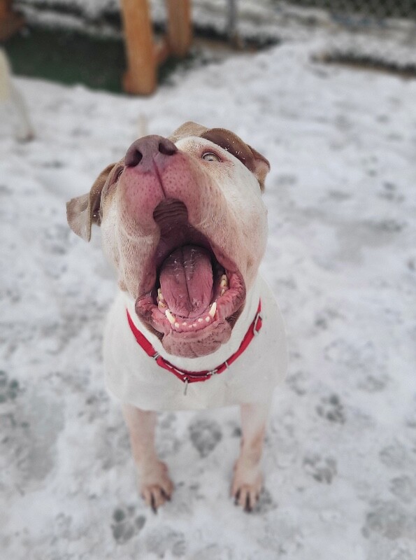 Picture of the Animal Listed