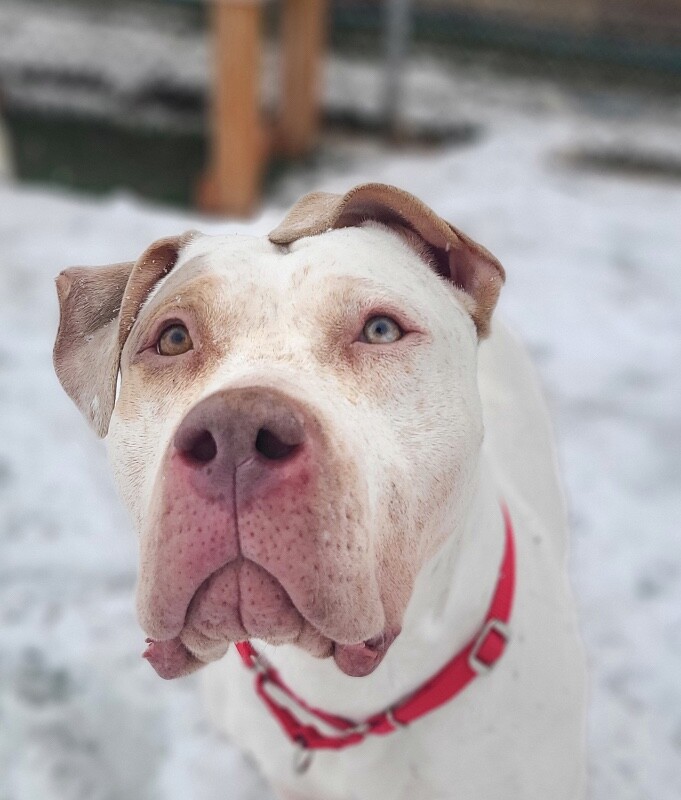 Picture of the Animal Listed