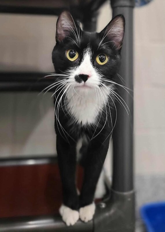 Picture of the Animal Listed