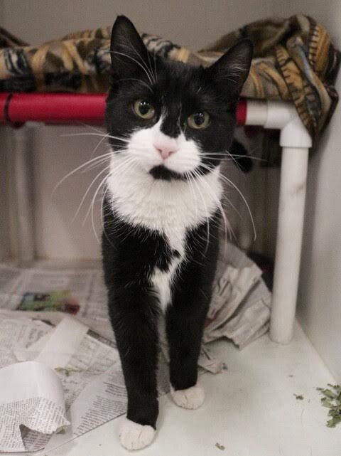 Picture of the Animal Listed