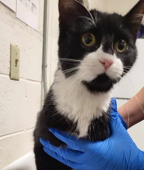 Picture of the Animal Listed