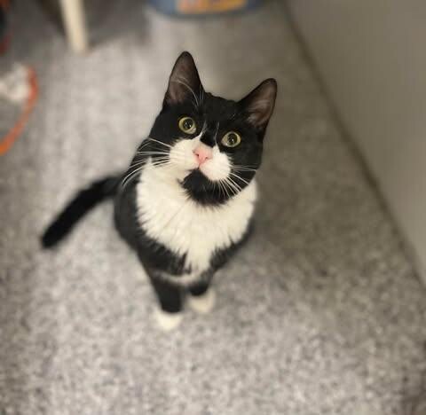 Picture of the Animal Listed