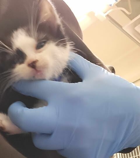 Picture of the Animal Listed