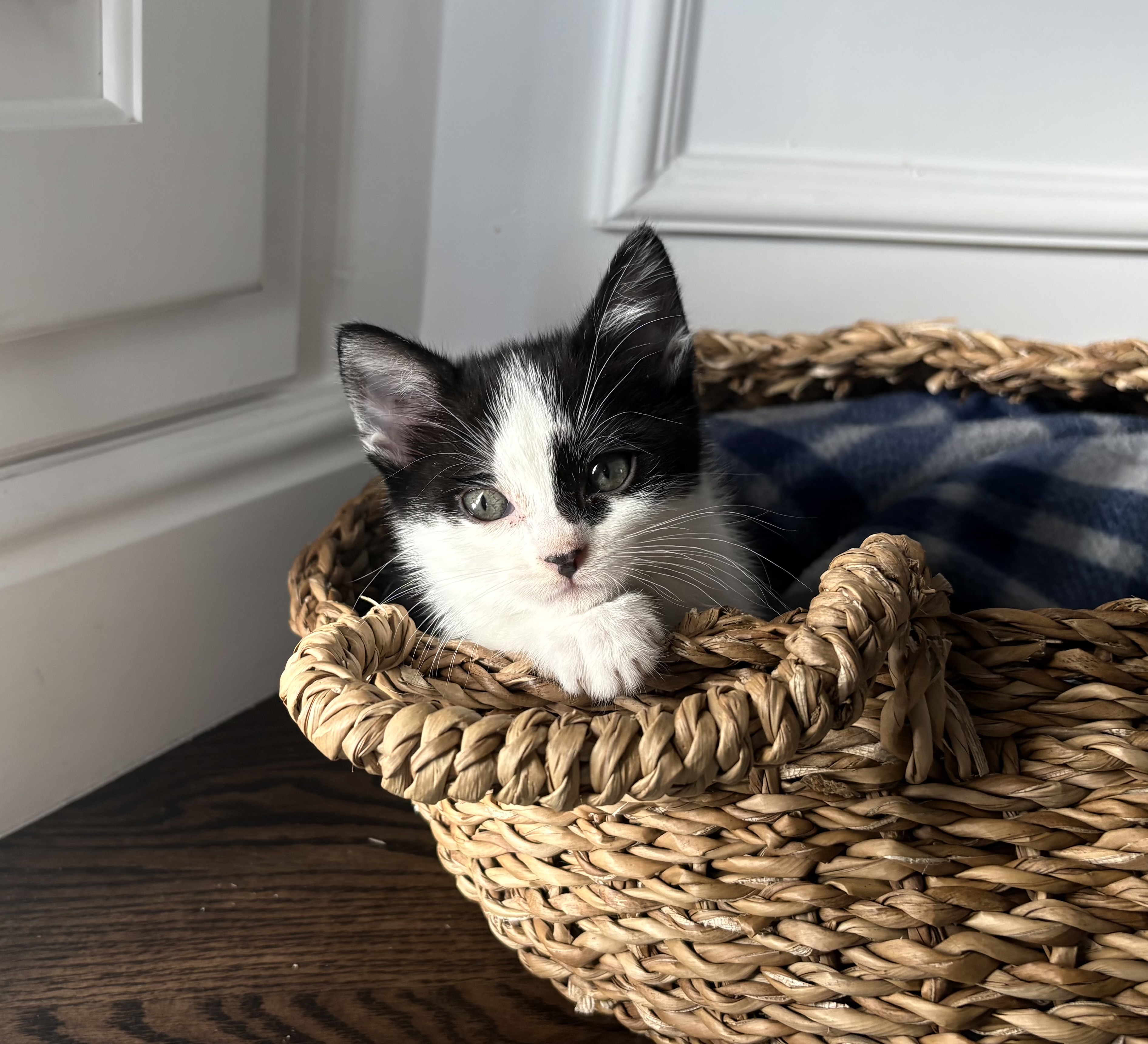 Picture of the Animal Listed