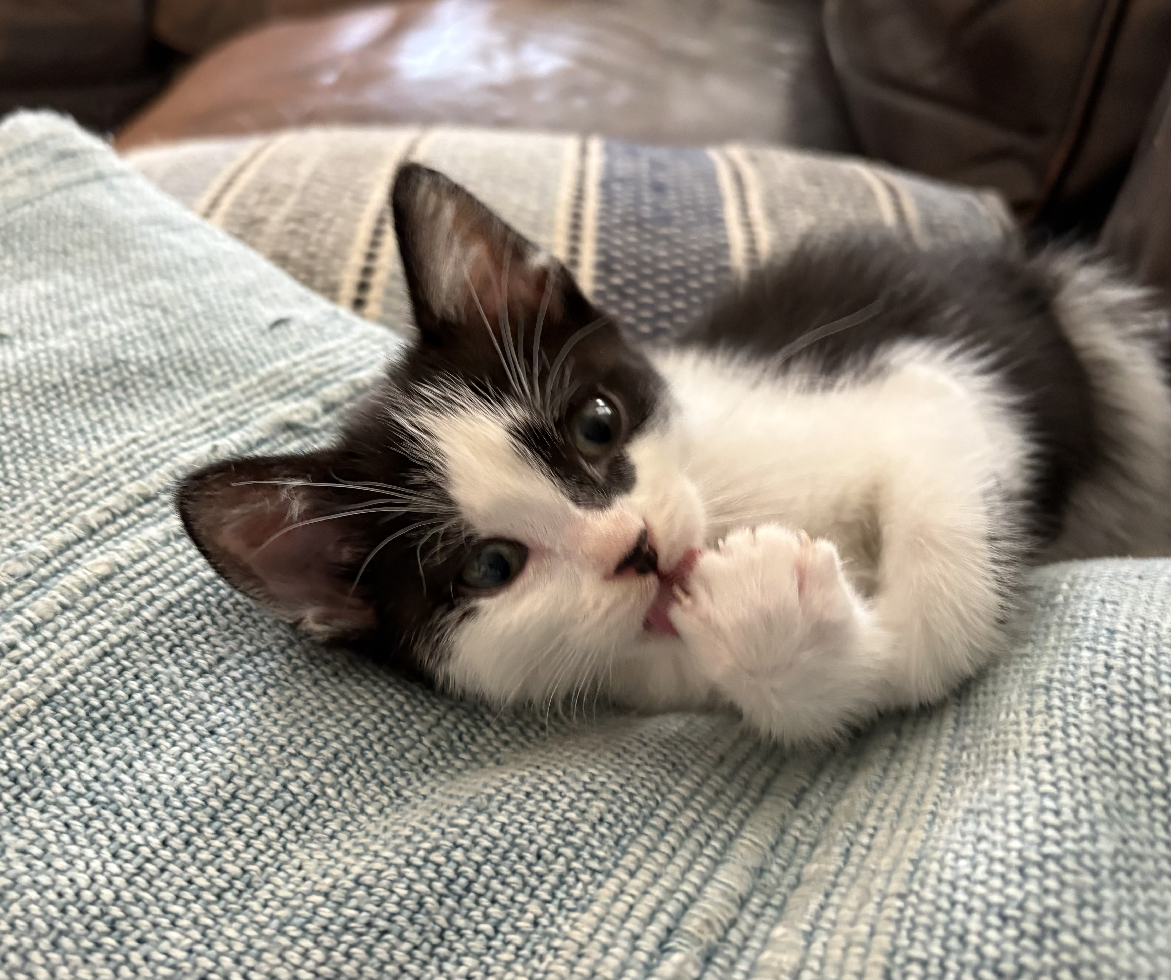 Picture of the Animal Listed