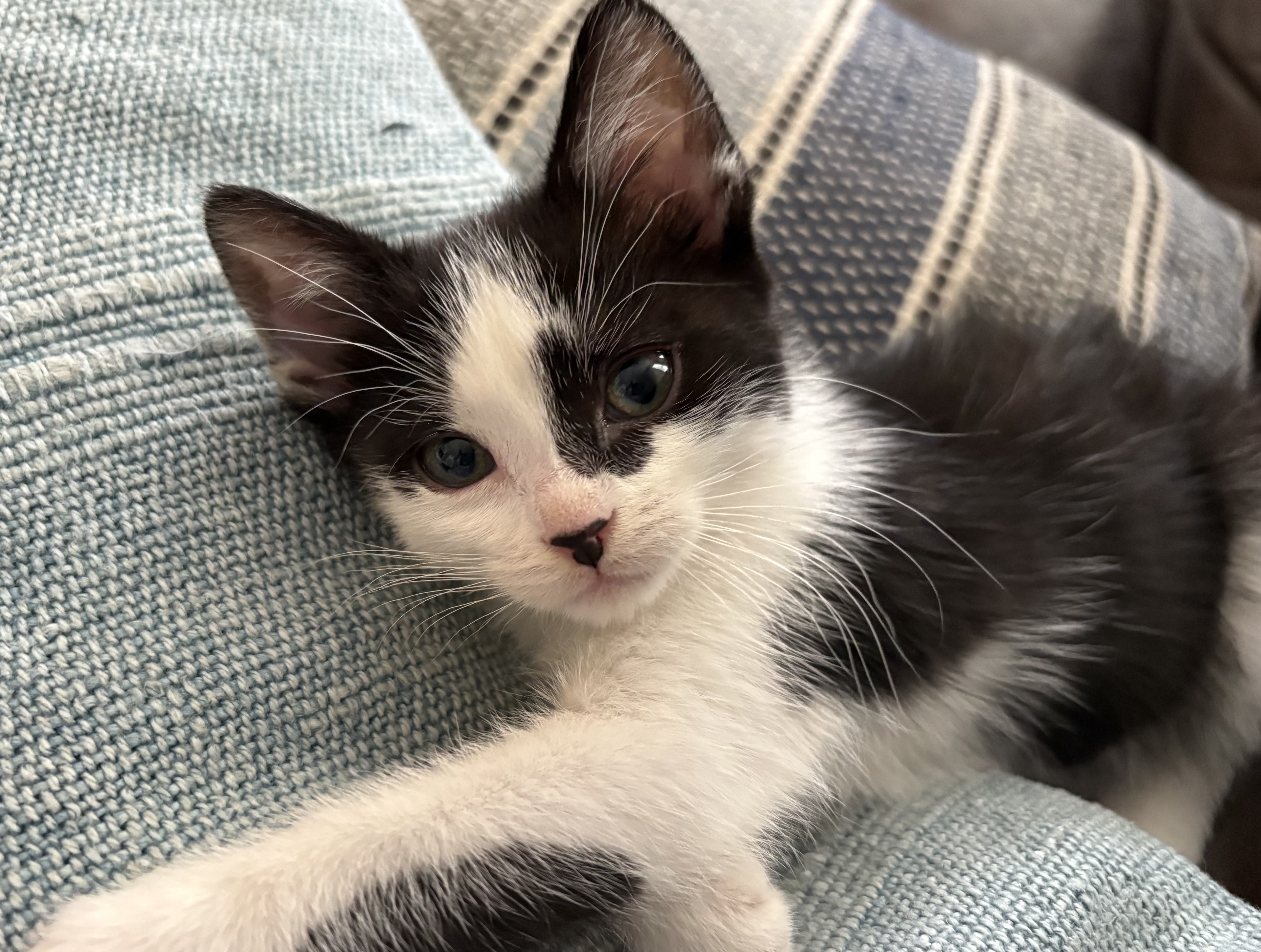 Picture of the Animal Listed