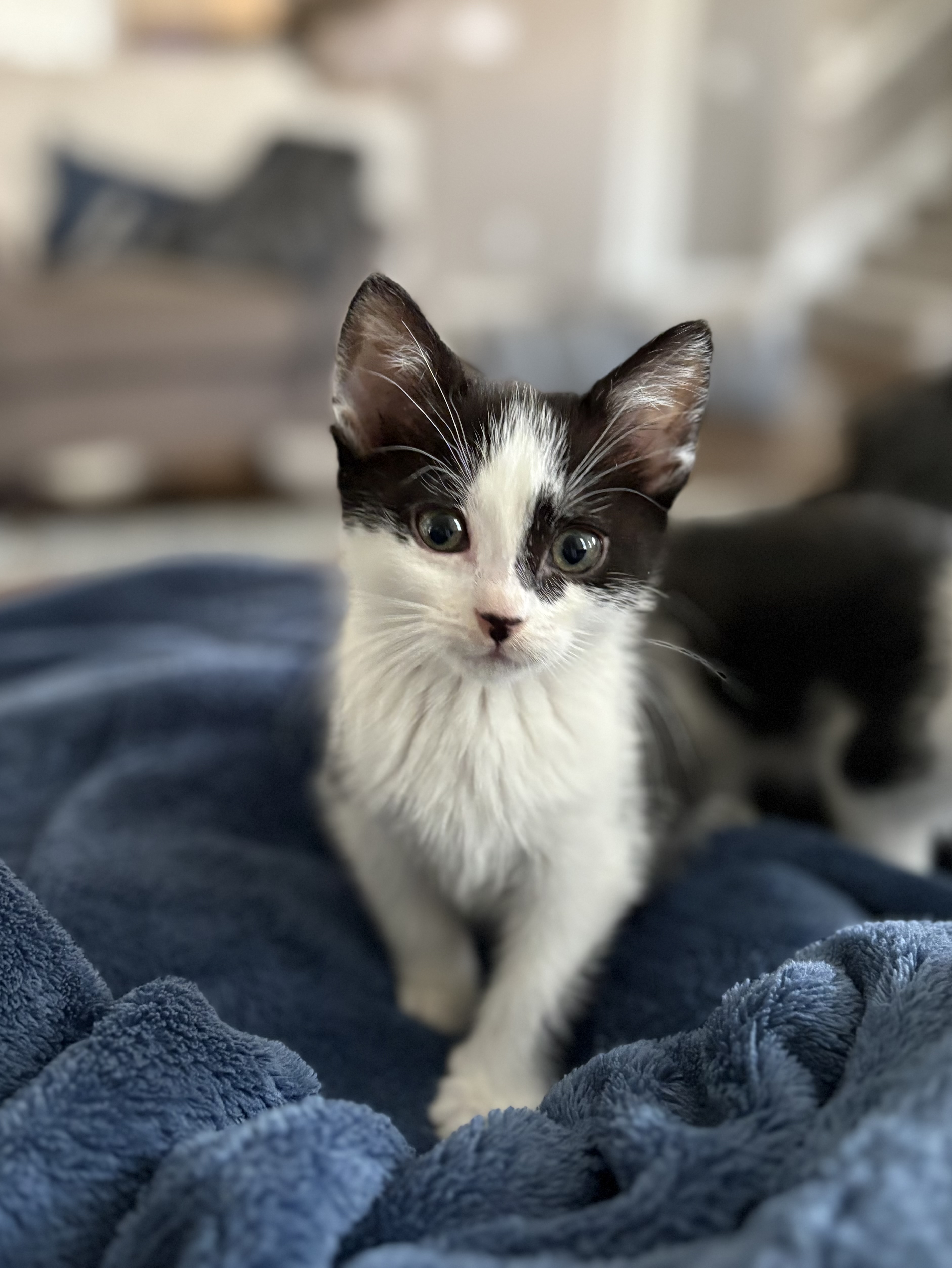 Picture of the Animal Listed