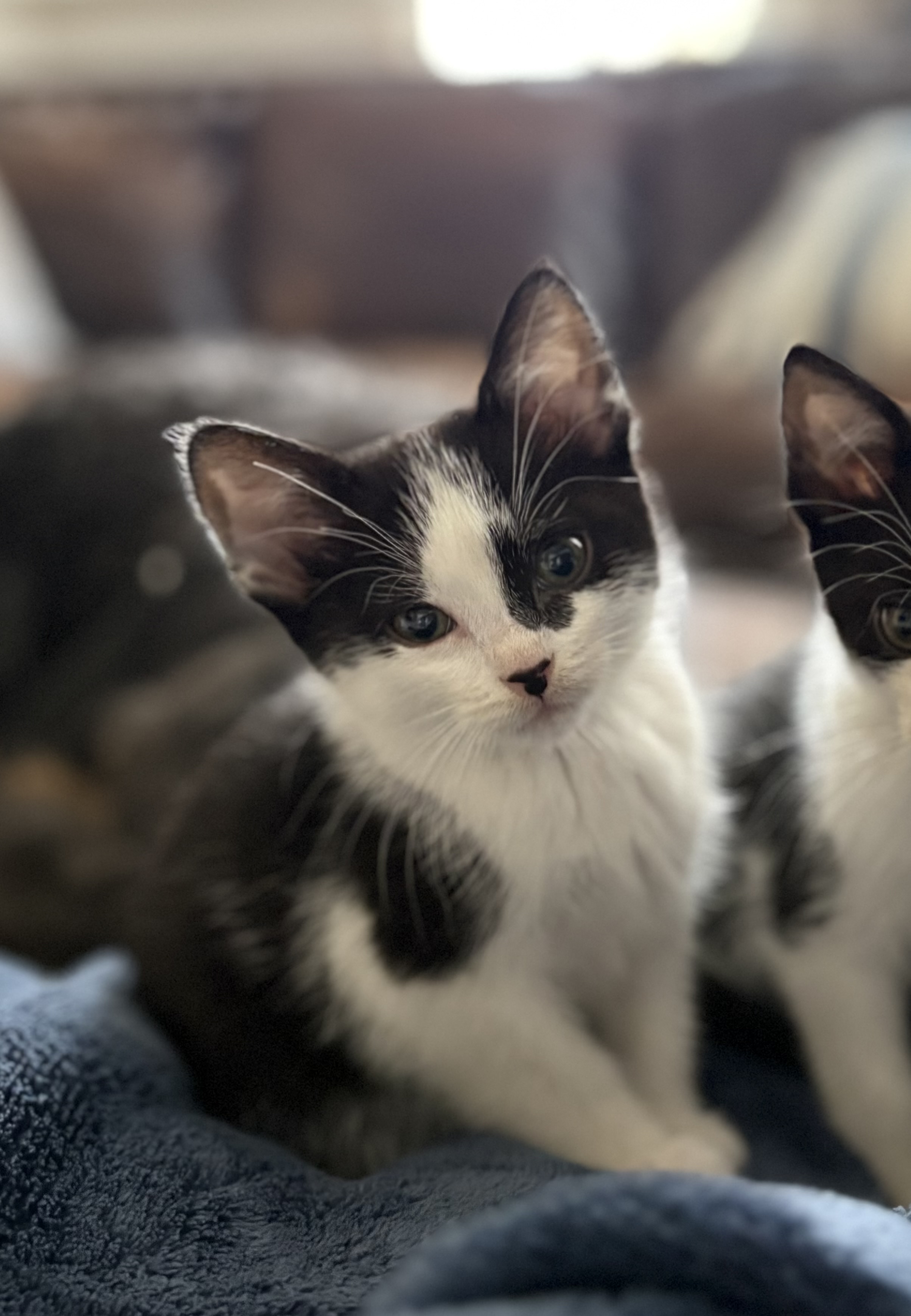 Picture of the Animal Listed