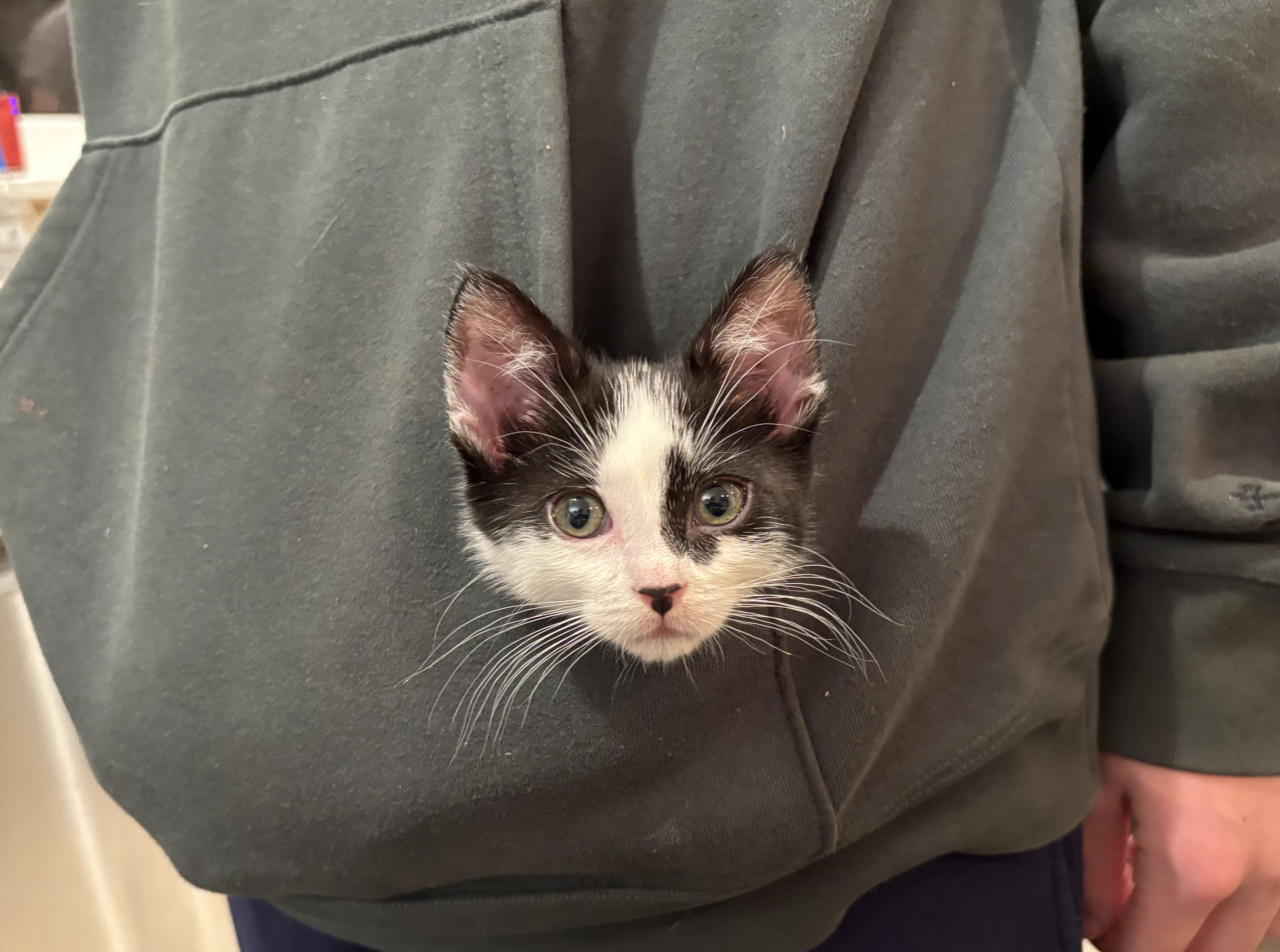 Picture of the Animal Listed