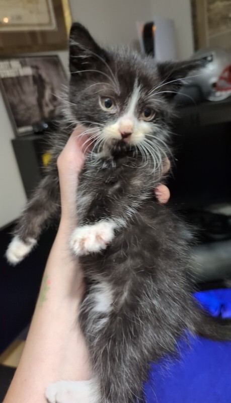 Picture of the Animal Listed