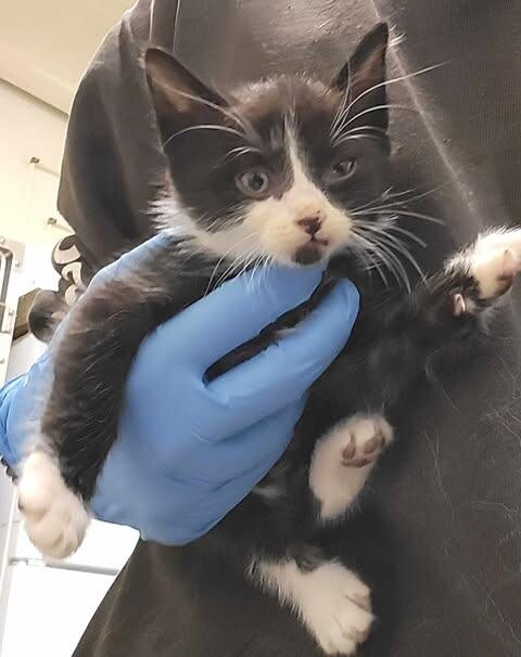 Picture of the Animal Listed