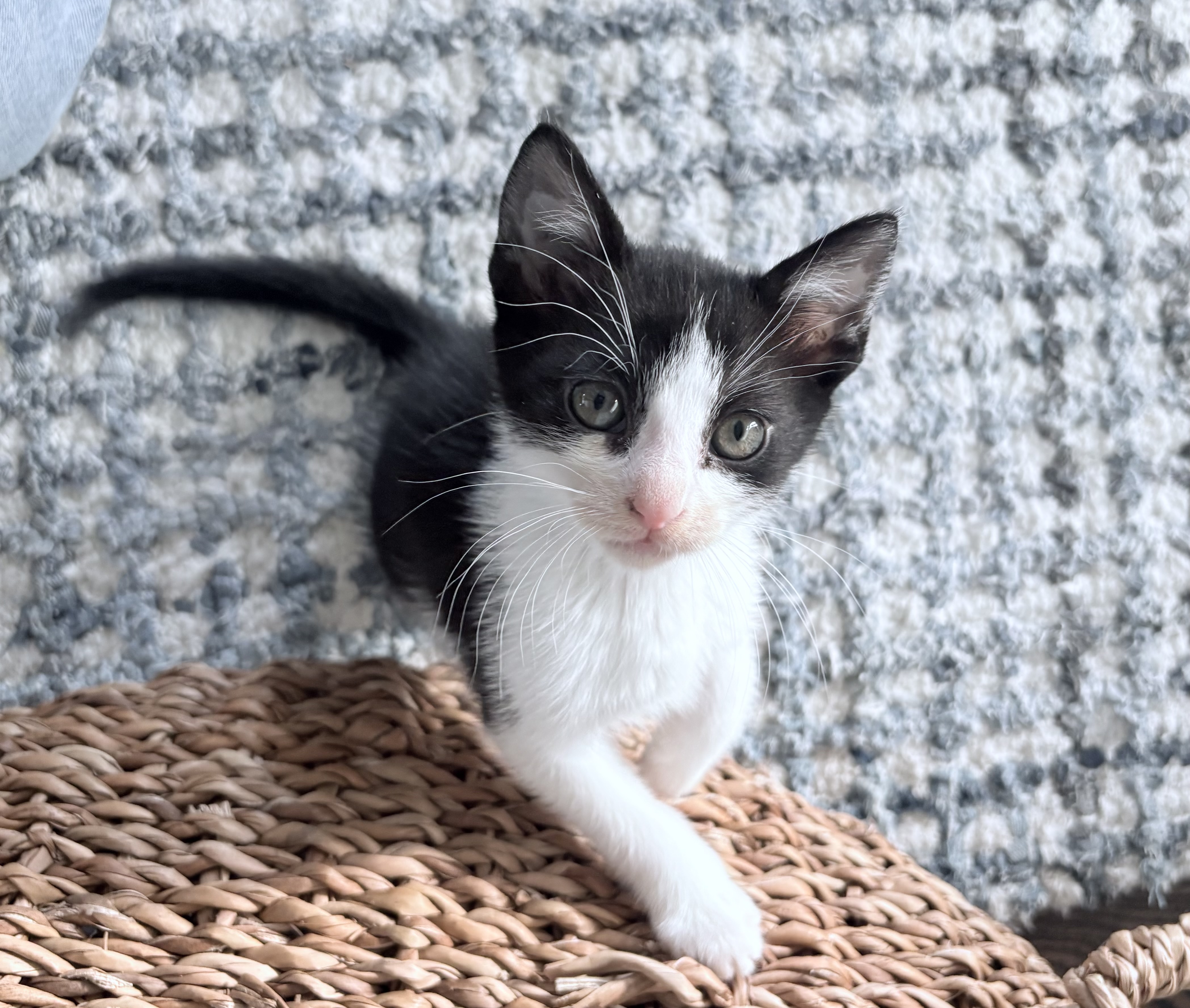 Picture of the Animal Listed