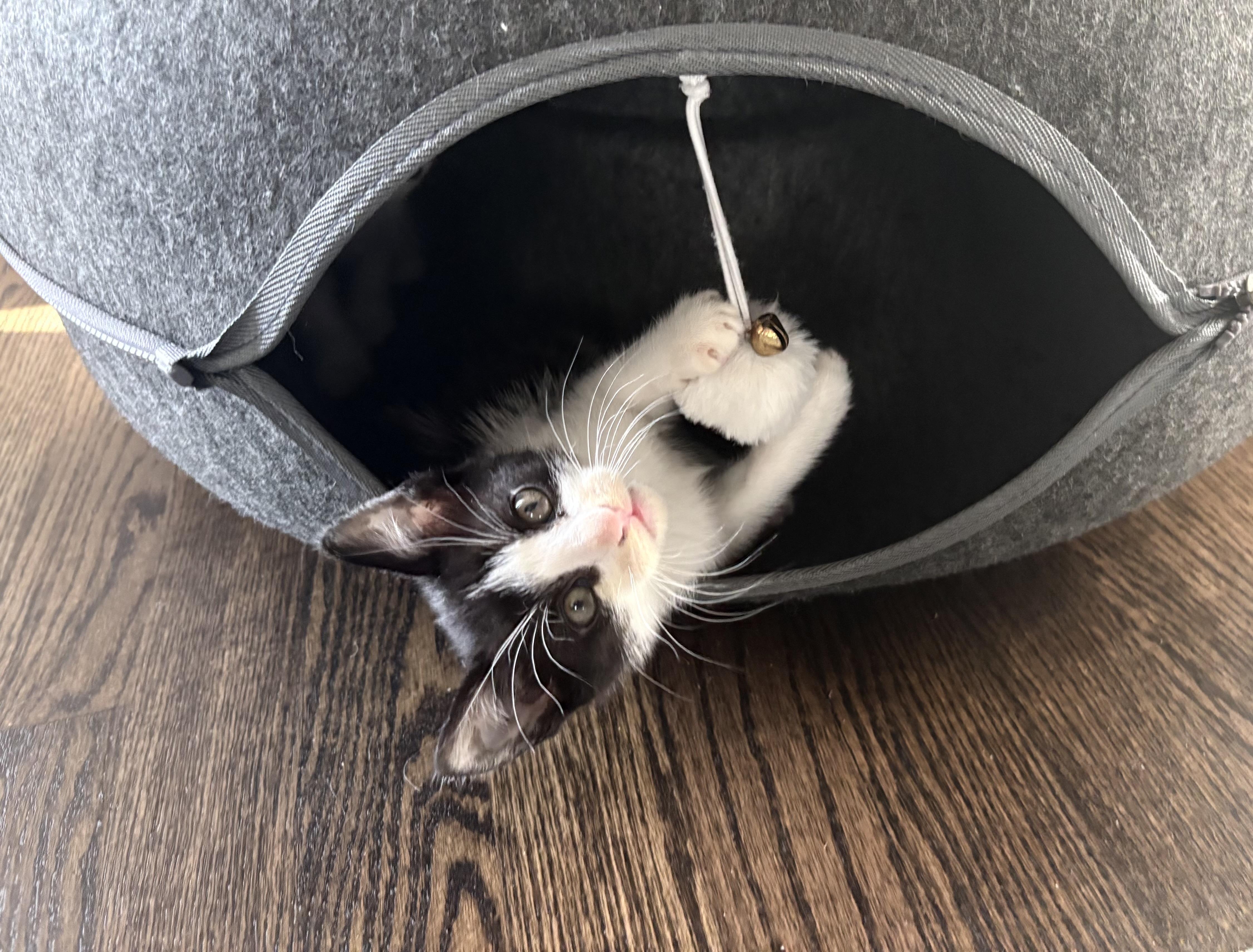 Picture of the Animal Listed