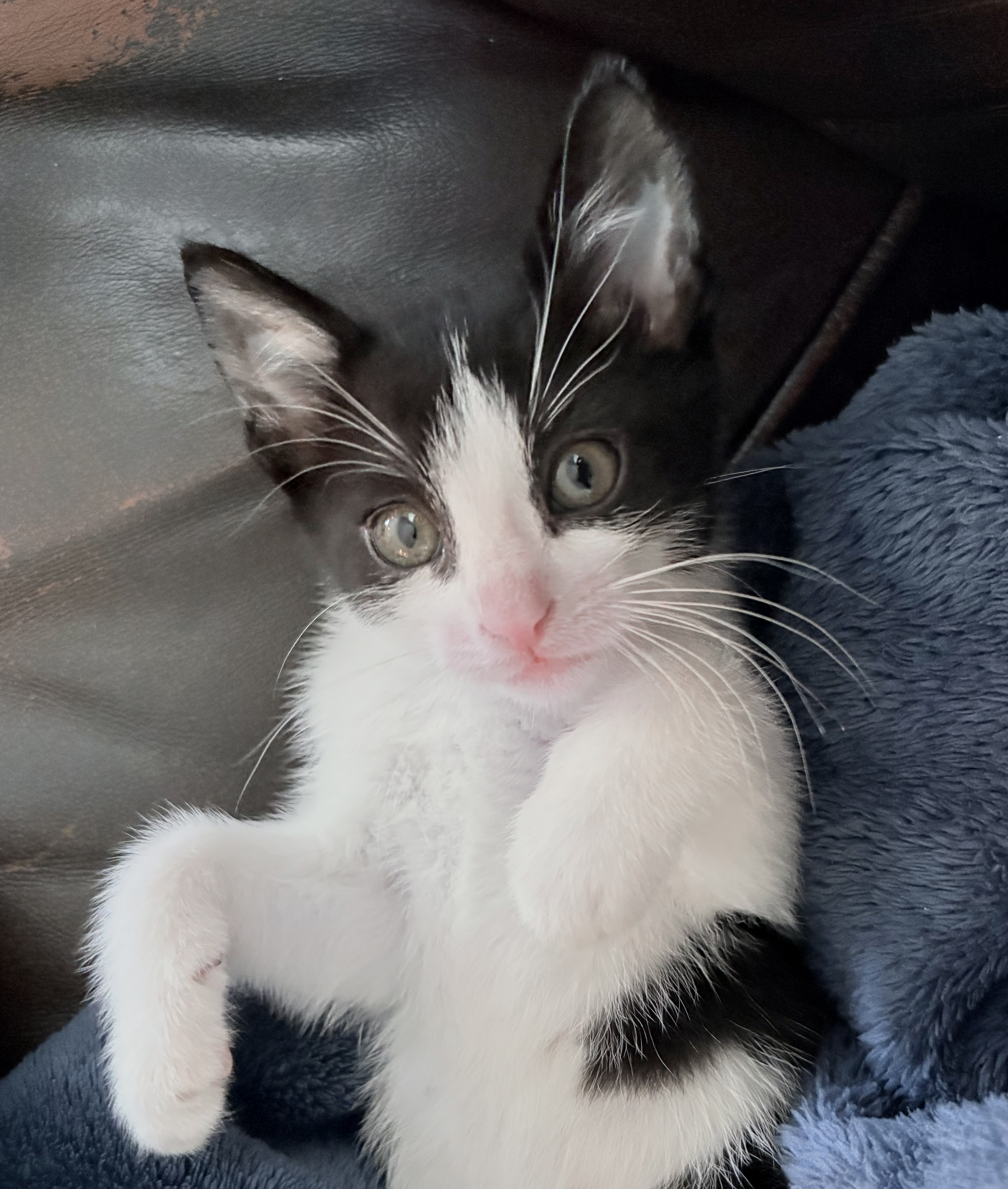 Picture of the Animal Listed