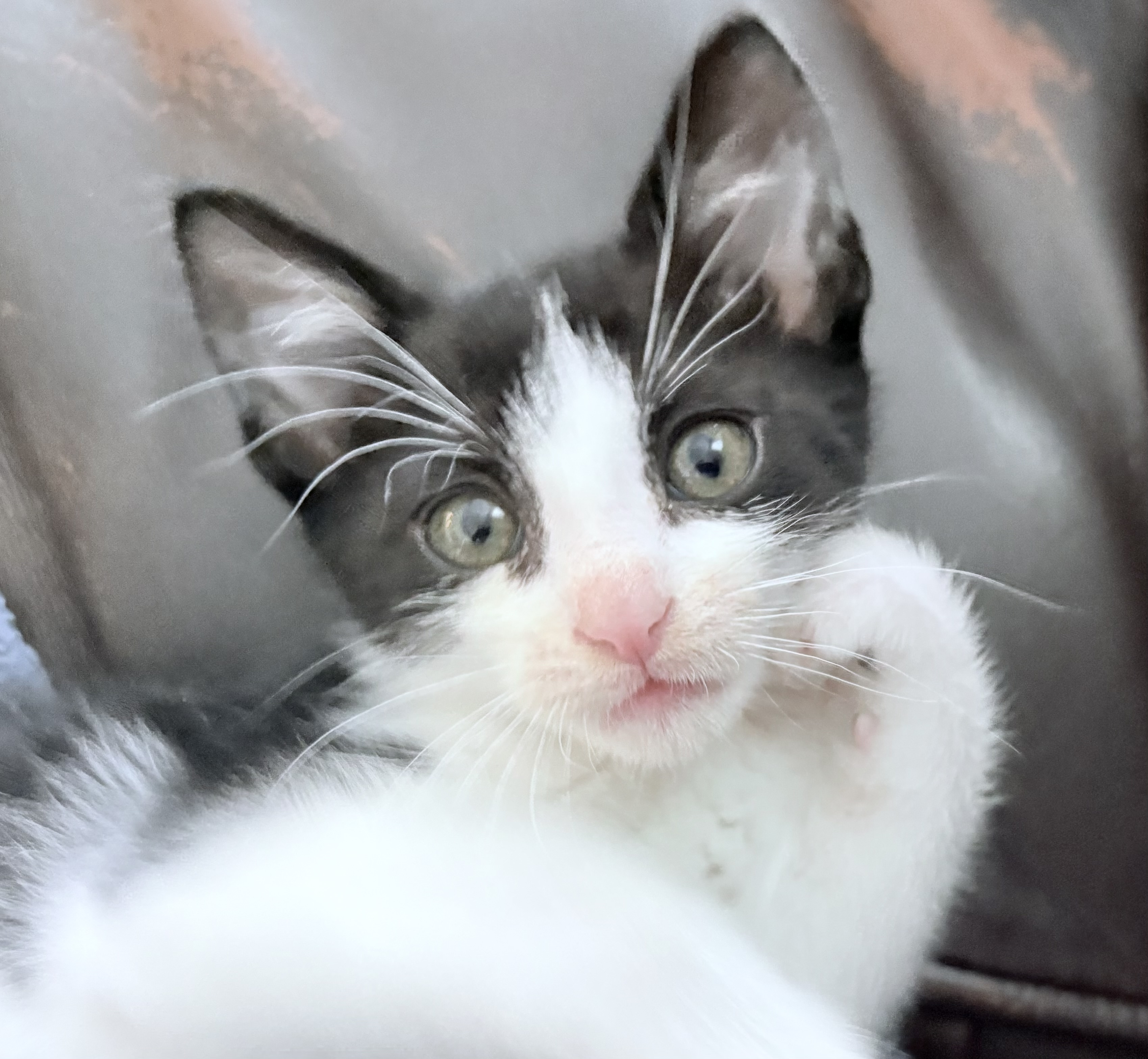 Picture of the Animal Listed