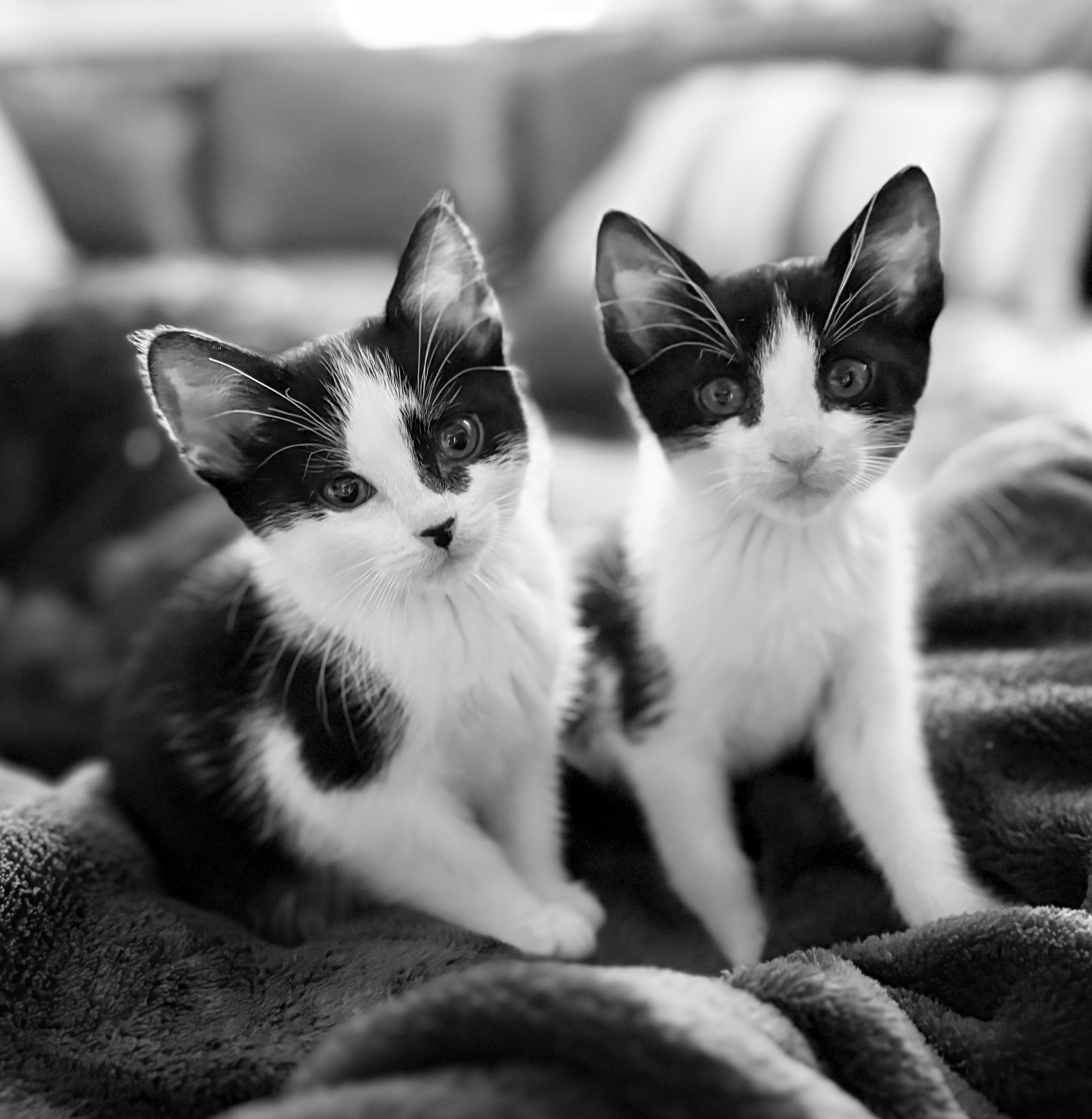 Picture of the Animal Listed