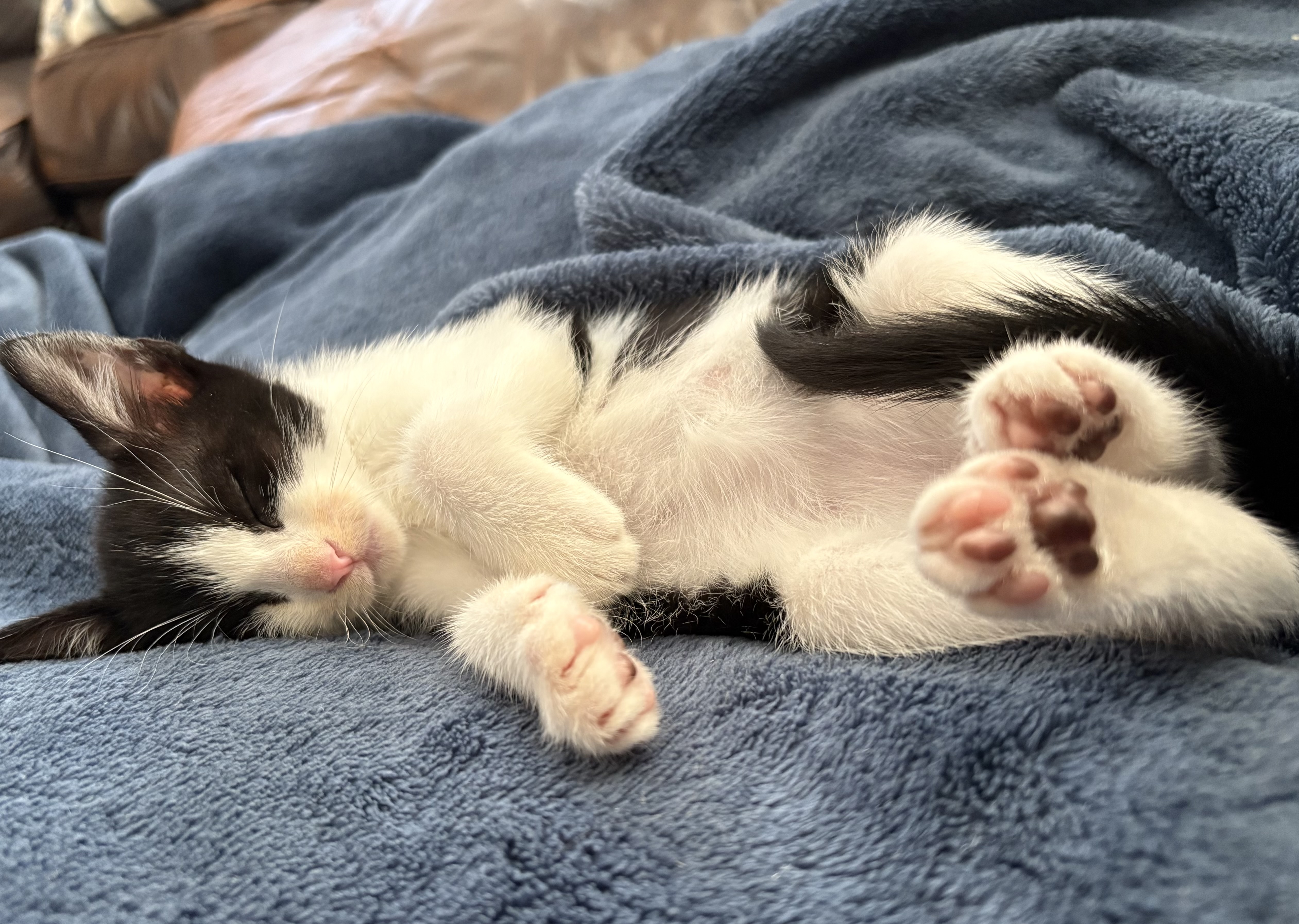 Picture of the Animal Listed