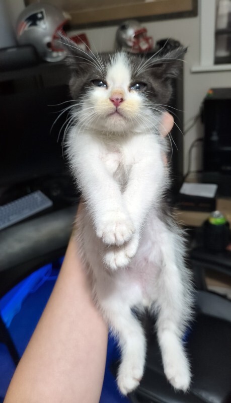 Picture of the Animal Listed