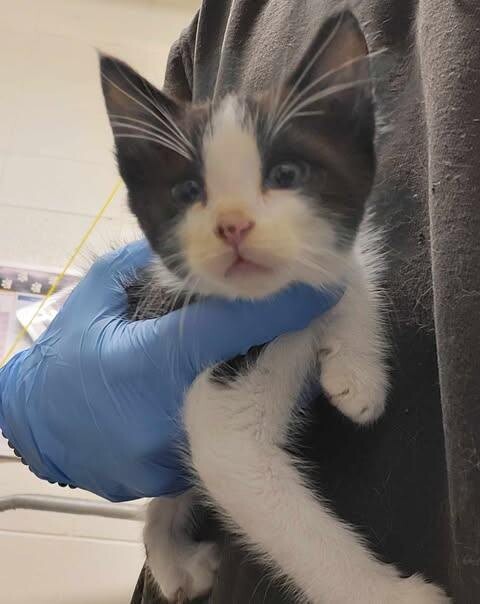 Picture of the Animal Listed