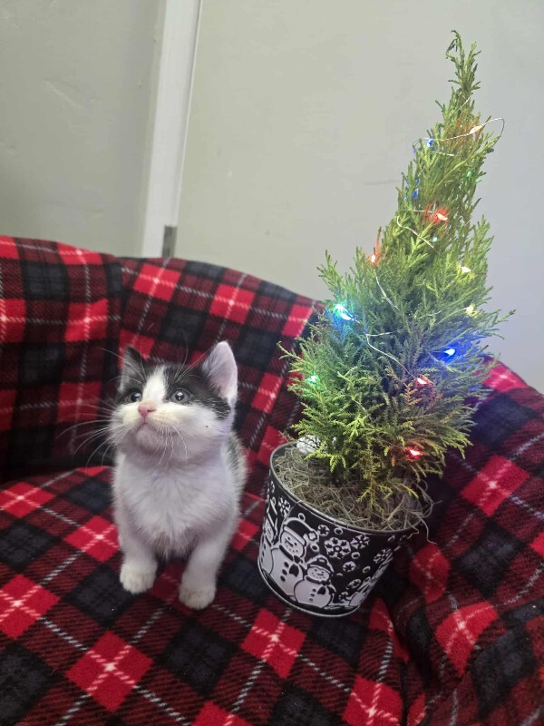 Picture of the Animal Listed