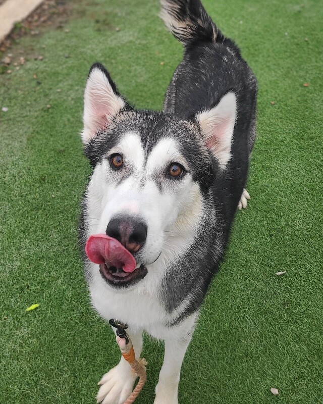 Picture of the Animal Listed