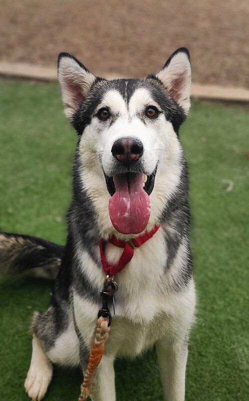 Picture of the Animal Listed