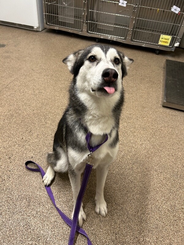 Picture of the Animal Listed