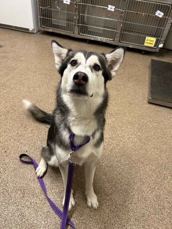 Picture of the Animal Listed