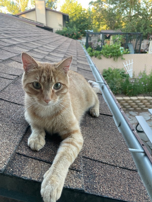 Picture of the Animal Listed