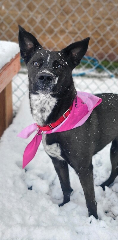 Picture of the Animal Listed