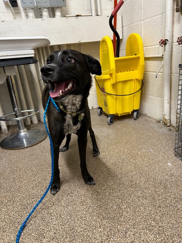 Picture of the Animal Listed