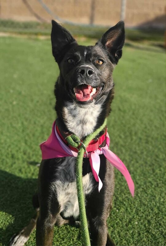 Picture of the Animal Listed