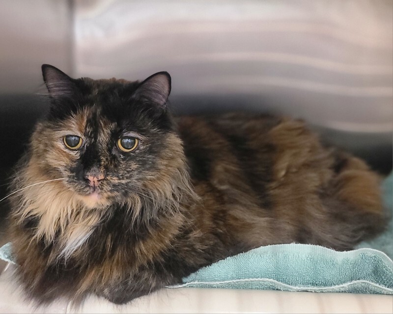 Picture of the Animal Listed