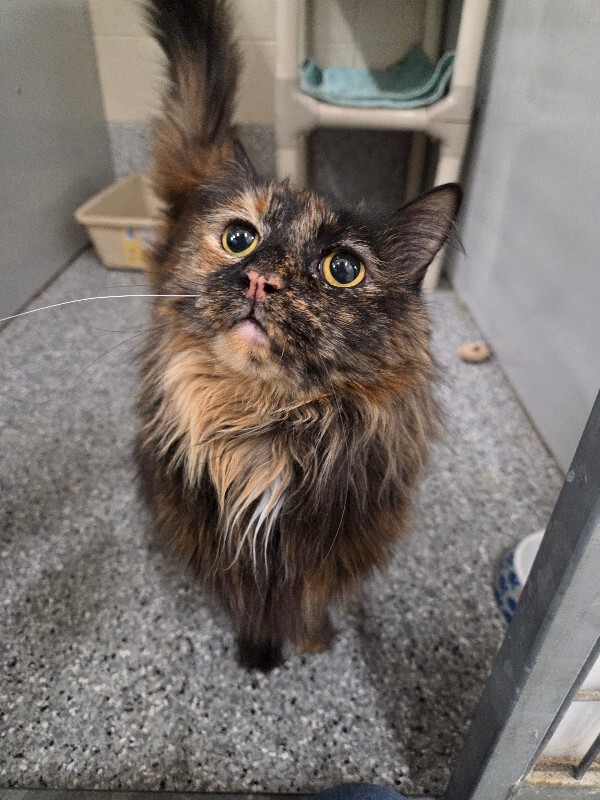 Picture of the Animal Listed