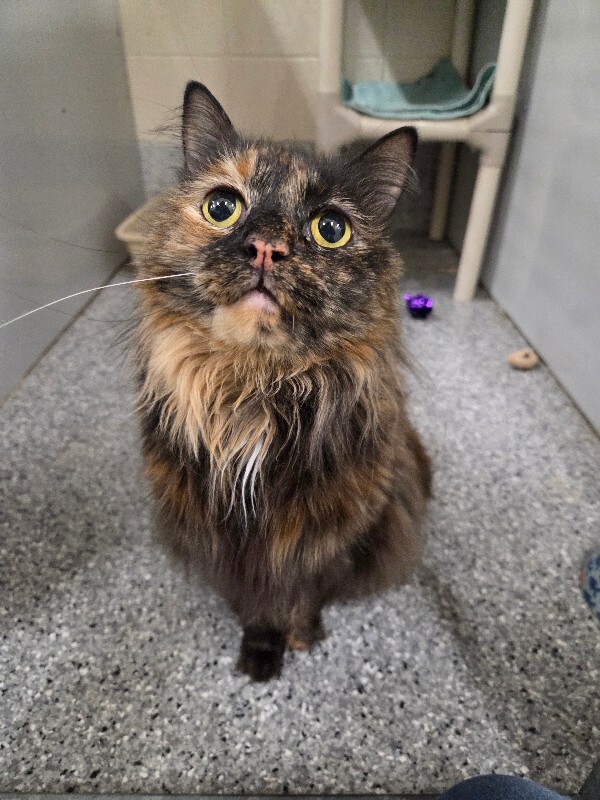 Picture of the Animal Listed