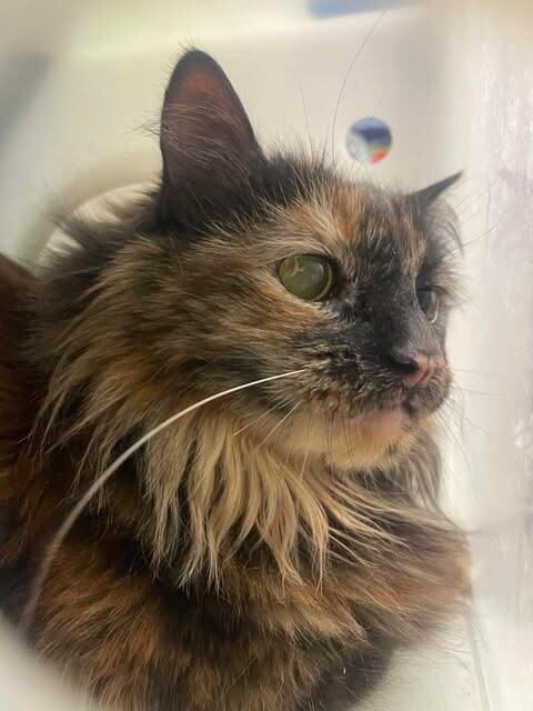 Picture of the Animal Listed