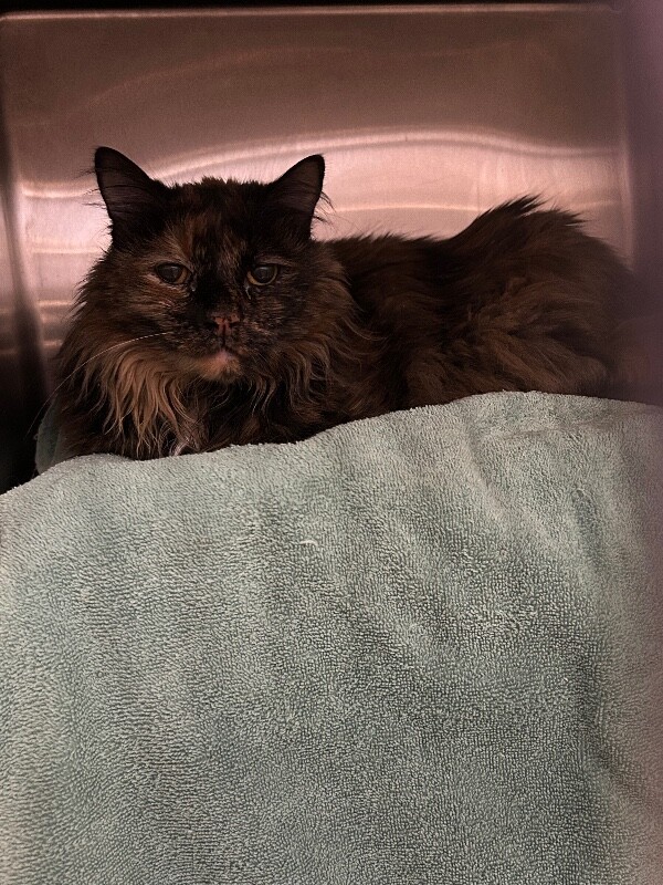 Picture of the Animal Listed