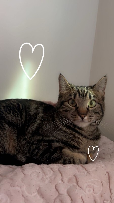 Picture of the Animal Listed