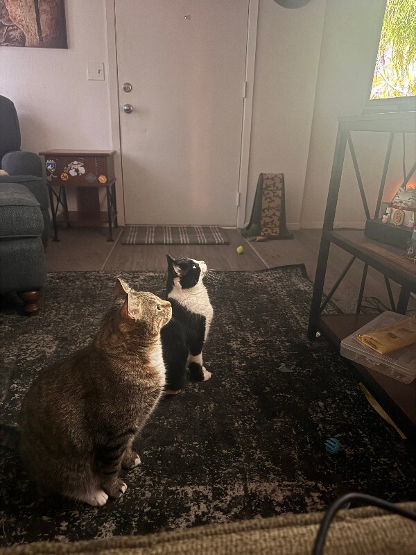 Picture of the Animal Listed