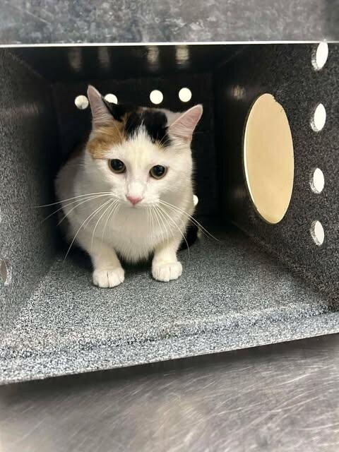 Picture of the Animal Listed