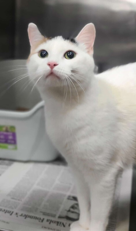 Picture of the Animal Listed