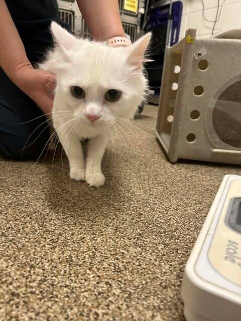 Picture of the Animal Listed